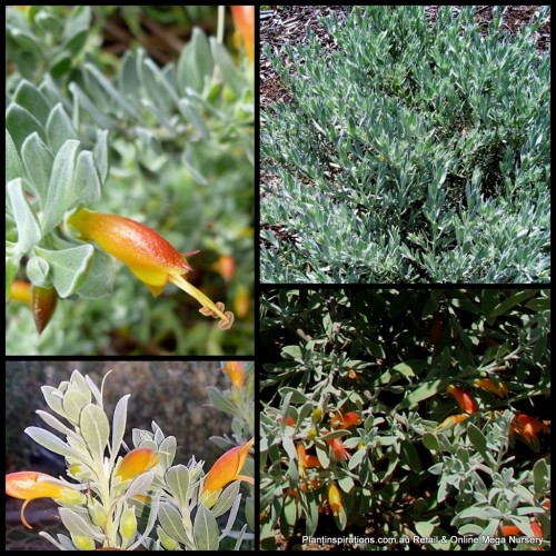 Eremophila Amber Carpet x 1 Plants Emu Bush Native Shrubs Plants Gold Flowering Groundcover Hedge Hardy Drought Frost Australian glabra